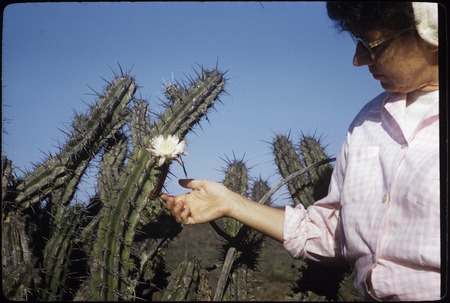 Betty Ament with Pitahaya agria blossom (Machaerocereus gummosus), 12 miles below El Rosario