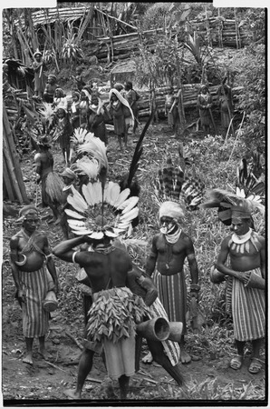 Pig festival, uprooting cordyline ritaul, Tsembaga: decorated men with feather headdresses and kundu drums await uprooting...
