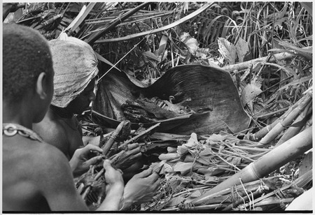 Pig festival, uprooting cordyline ritual, Tsembaga: boys prepare smoked marsupials which will be cooked with pandanus