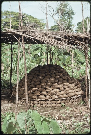 Yam display: large heap of yams arranged within a circular framework, under a shade structure