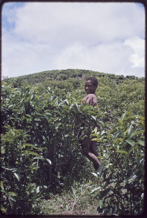 Western Highlands: tea plantation, young person in field
