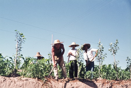 Field Labor at Dazhai Brigade