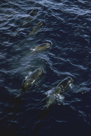 Pilot whales in the waters off Peru spotted from the R/V Argo during the Scripps Institution of Oceanography&#39;s Swan Song E...