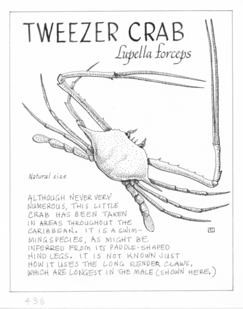 Tweezer crab: Lupella forceps (illustration from &quot;The Ocean World&quot;)