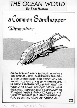 A common sandhopper: Talitrus saltator (illustration from &quot;The Ocean World&quot;)