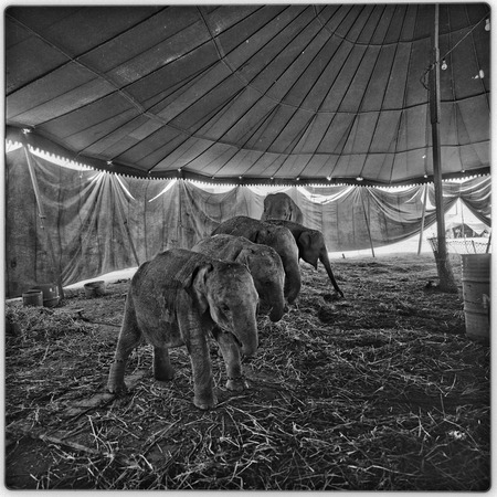 Baby elephants inside circus tent
