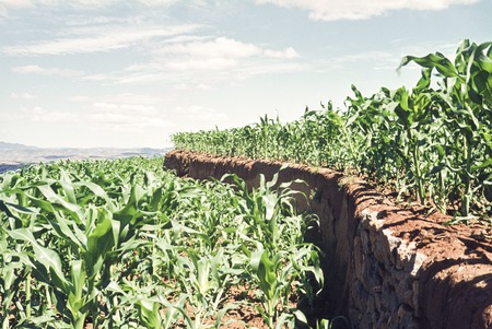 Corn Production on Terraced Fields