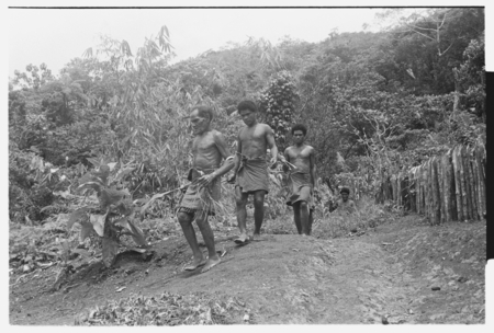 Alefo in lead with other men with cordyline leaves in hand after ritual washing for taualea, feasting shelter, ritual.