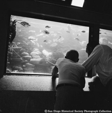 Man and boy looking at fish in display in Scripps Aquarium