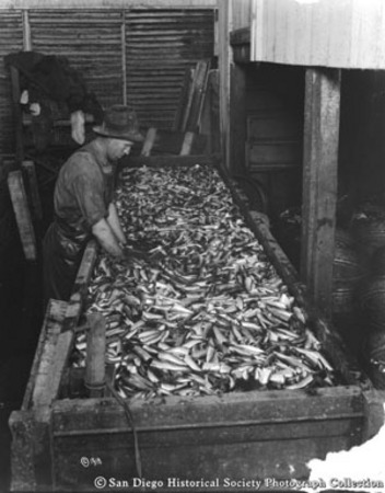 Washing sardines at [San Pedro Packing Company?] cannery
