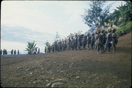 Pig festival, singsing preparations, Tuguma: men in feather headdresses and colorful garments, line up to rehearse song
