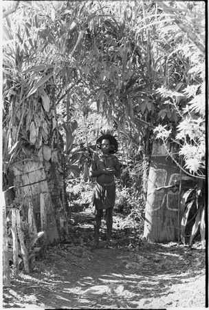 Pig festival, stake planting, Tuguma: boundary gate, marked with shields, stakes, bamboo arch and cordyline