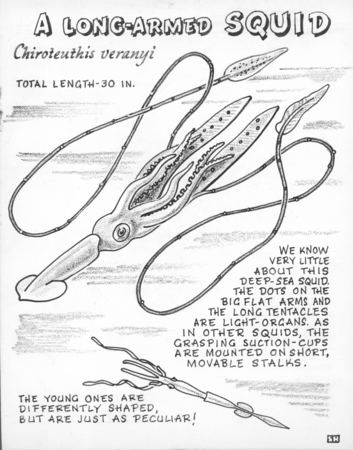 A long-armed squid: Chiroteuthis veranyi (illustration from &quot;The Ocean World&quot;)