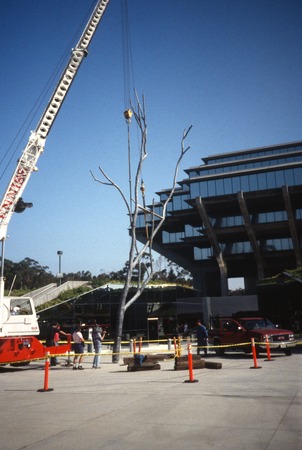 Trees: view of Silent Tree being lowered by a crane as it is re-installed in front of Geisel Library, UCSD, June, 1993
