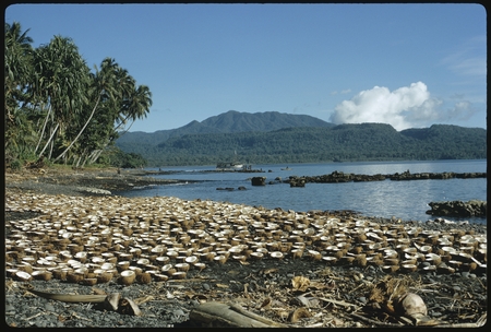 Halved coconuts on the shore