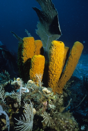 Sponges in front of soft coral fan