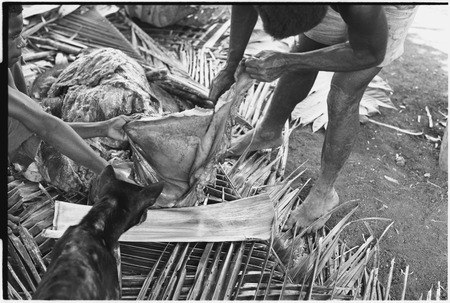 Ambaiat: distribution of pork from pig killed for damaging garden, large piece of fat placed on palm spathe, watched by dog