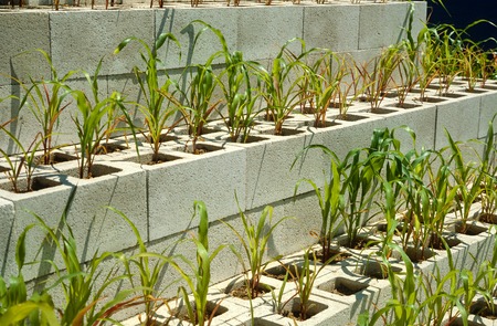Maze: detail view of corn growing in cinder block cavities