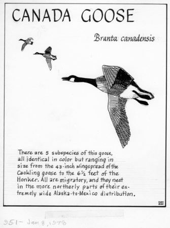 Canada goose: Branta canadensis (illustration from &quot;The Ocean World&quot;)