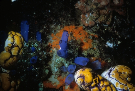 Large tunicates or ascidians on a coral reef