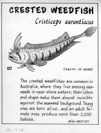 Crested weedfish: Cristiceps aurantiacus (illustration from &quot;The Ocean World&quot;)