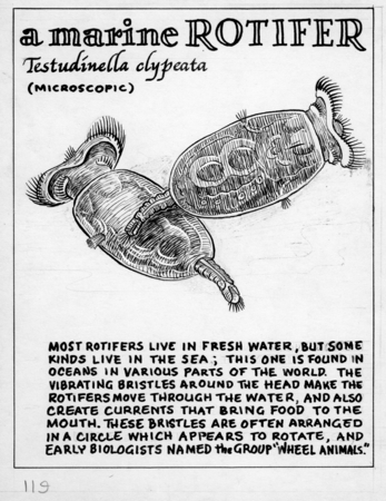 A marine rotifer: Testudinella clypeata (illustration from &quot;The Ocean World&quot;)