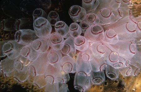 Tunicates also known as sea squirts