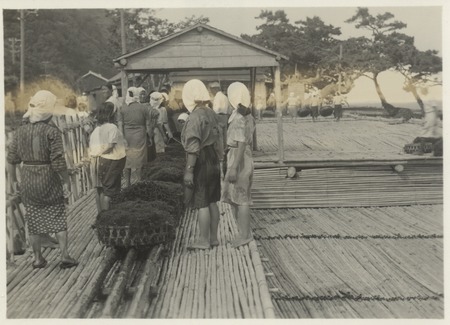 Gathered seaweed lined up to sell for processing into agar. Japan, c1947.