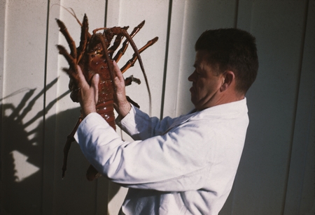 Carl L. Hubbs with spiny lobster (Panulirus interruptus) south of Sunset Cliffs, San Diego, California