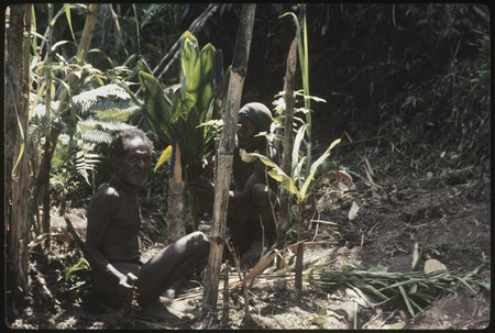 Pig festival, stake-planting: men plant cordyline and post at enemy boundary