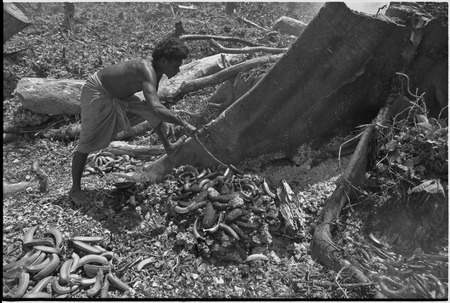Food preparation: man tends bananas and yams cooking on a fire built among tree roots