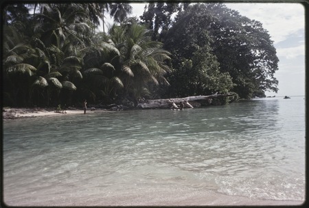 Shoreline: tree-lined beach on lagoon