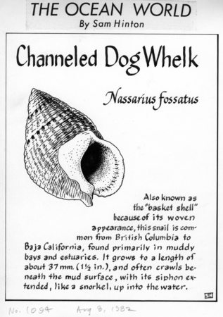 Channeled dog whelk: Nassarius fossatus (illustration from &quot;The Ocean World&quot;)