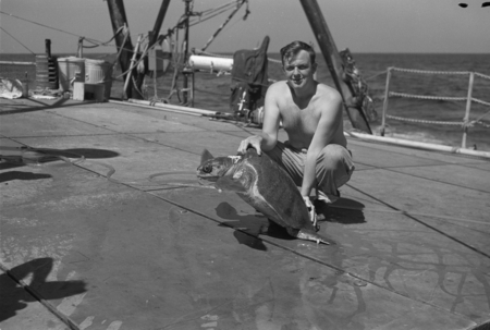 [Man with sea turtle on deck of R/V Spencer F. Baird]