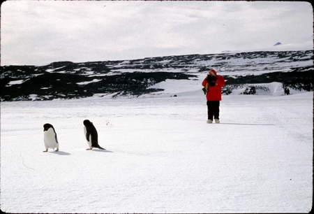 Adelie penguins, McMurdo Station, Antarctica
