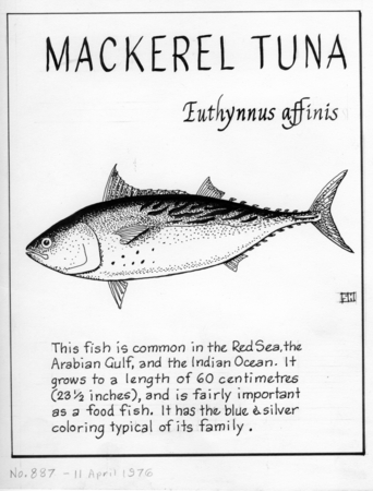 Mackerel tuna: Euthynnus affinis (illustration from &quot;The Ocean World&quot;)