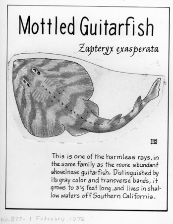Mottled guitarfish: Zapteryx exasperata (illustration from &quot;The Ocean World&quot;)