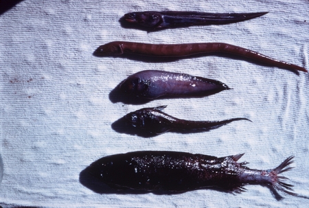 MV 68-I - Fish specimens, Gulf of California
