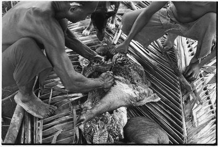 Ambaiat: Dagabun and Granjumba butcher pig killed for damaging a garden, dog smells meat