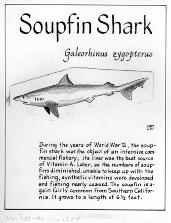 Soupfin shark: Galeorhinus zyopterus (illustration from &quot;The Ocean World&quot;)