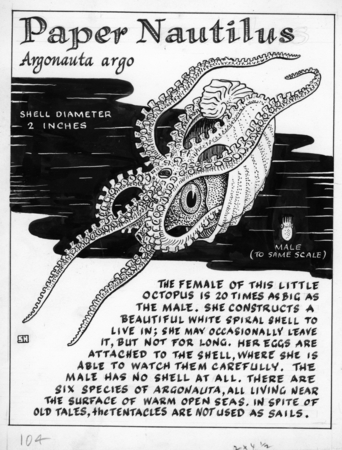 Paper nautilus: Argonauta argo (illustration from &quot;The Ocean World&quot;)