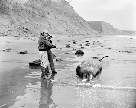 Robert Orr and Mary Lou Perry, Beaked whale, Mesoplodon carlhubbsi, Drakes Bay, Marin Co., California.