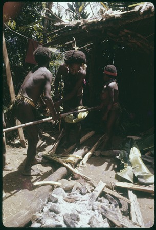 Pig festival, uprooting cordyline ritual, Tuguma: bundle containing smoked marsupial, lifted by men