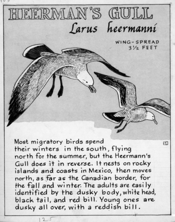 Heerman&#39;s gull: Larus heermanni (illustration from &quot;The Ocean World&quot;)