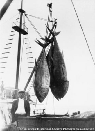 Man posing on boat with catch of giant tuna