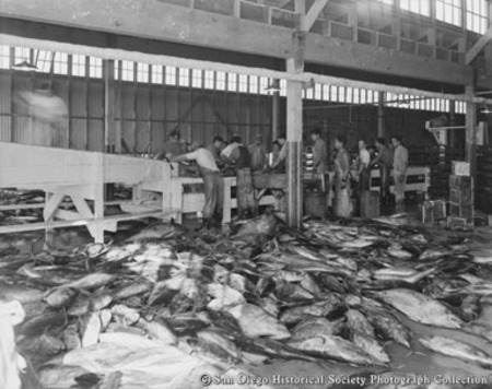 Cohn-Hopkins Company cannery workers [cleaning fish?]
