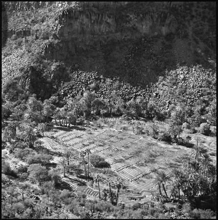 Agriculture in the arroyo of San José de Comondú