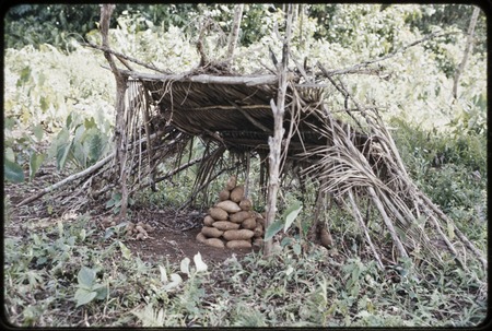 Gardening: harvested yams from a child&#39;s garden, piled under a simple shelter in garden