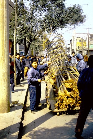 Transporting saplings