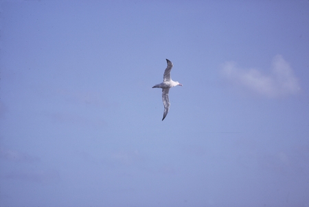 Albatross near cape of Good Hope and Cape Agulhas
